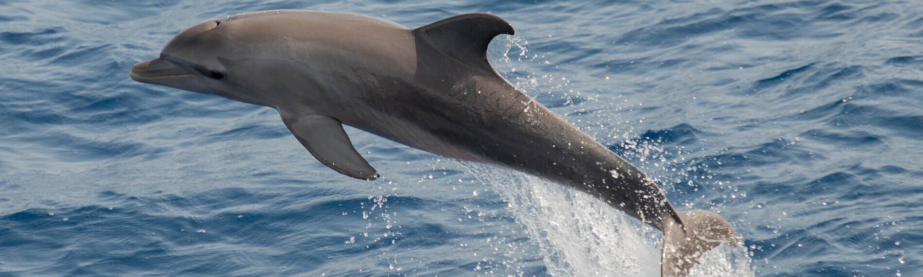 Delfin