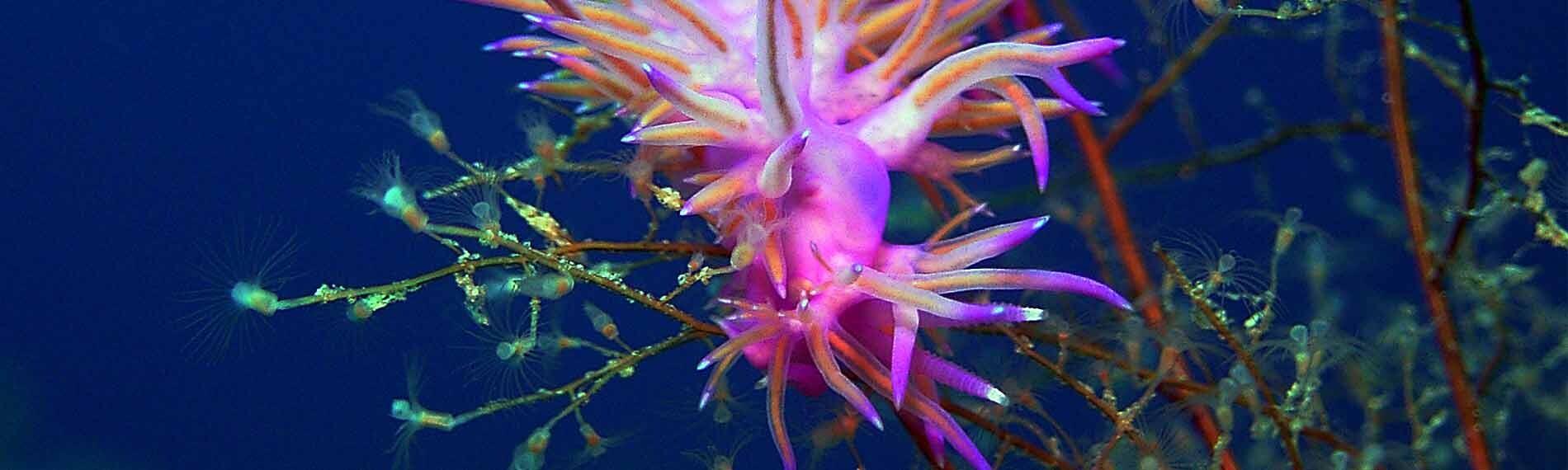 © jdive