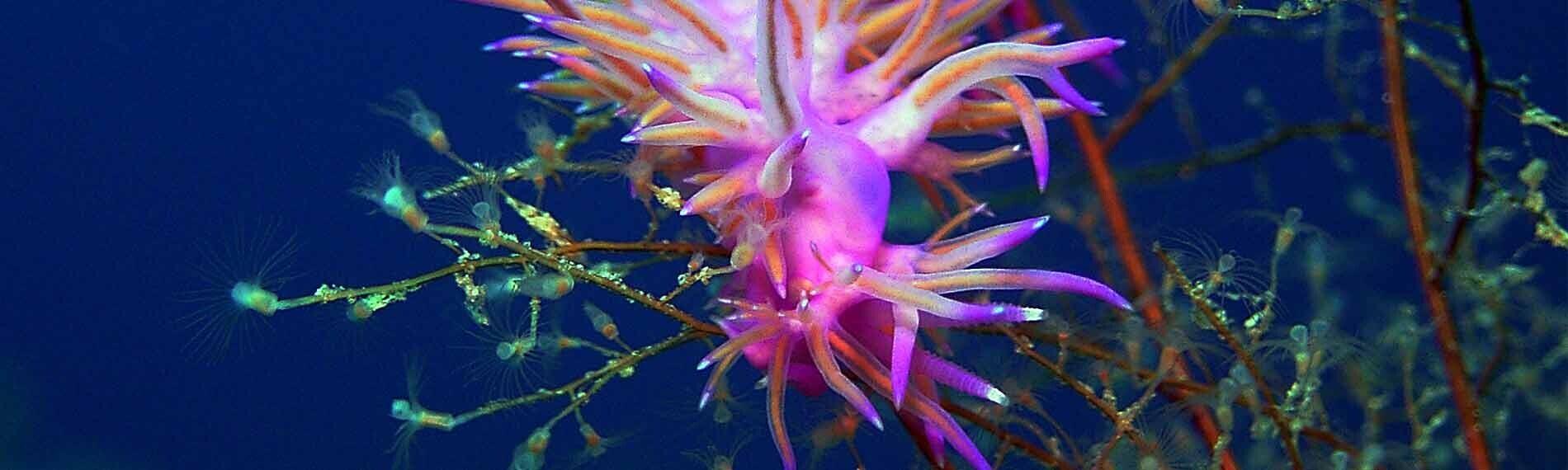 © jdive
