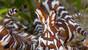 Philippinen - Negros - Dauin - Sea Explorers - Mimic Octopus