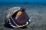 Indonesien - Nordsulawesi - Bastianos Froggies Lembeh - Oktopus