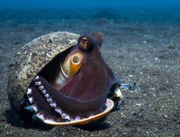 Lembeh Strait