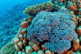 Soma Bay - Extra Divers Sharm el Naga - Hausriff (2)