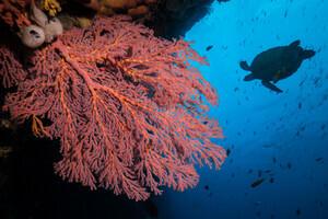 Bastianos Bunaken Dive Center