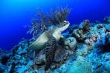 Palau Unterwasserwelt by Siren © Gerald Rambert