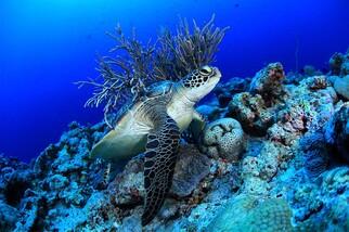 Palau Unterwasserwelt by Siren © Gerald Rambert