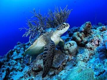 Palau Unterwasserwelt by Siren © Gerald Rambert