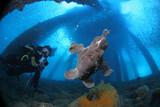 Philippinen - Negros - Easy Diving Cauayan - Frogfish