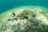 Bonaire - Schildkröte