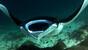 Indonesien - Komodo - Wet Frog Divers - Manta