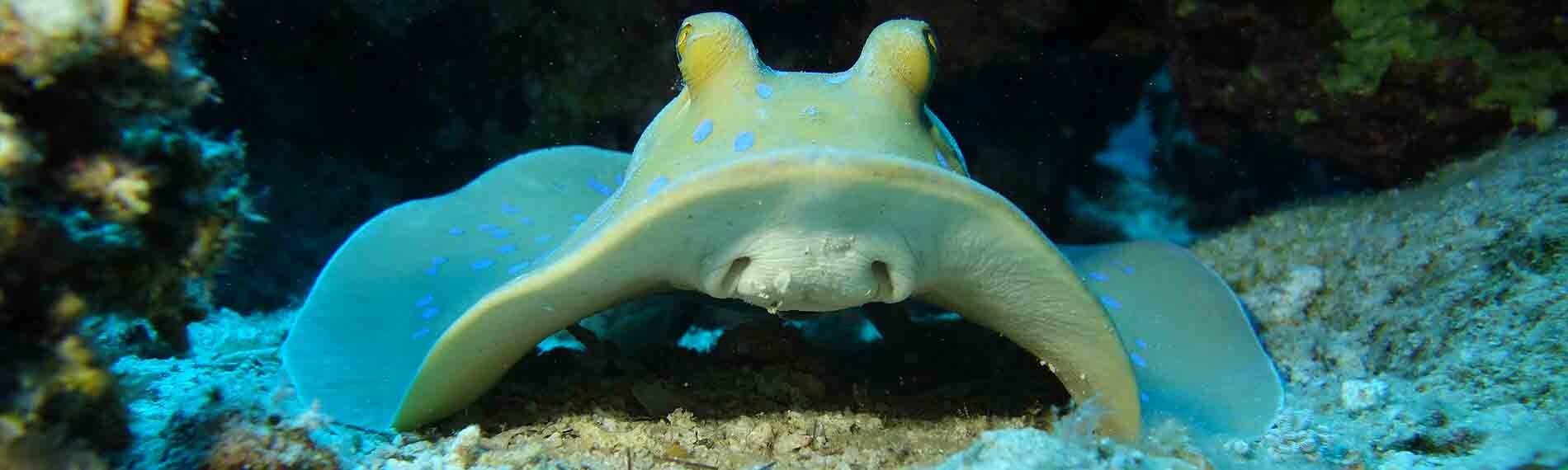 © Lagona Divers