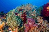 Philippinen - Bohol - Magic Oceans Dive Resort - farbenfrohe Riffe