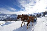 Arosa - Pferdeschlittenfahrt ©Arosa Tourismus Nina Mattli