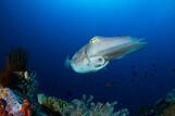 Lembeh Resort  Unterwasserimpressionen