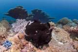 Kenia - Diana Beach - The Crab - Frogfish