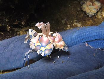 Malapascua