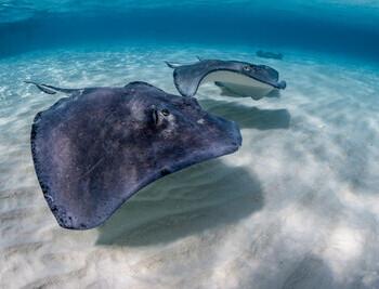 Grand Cayman