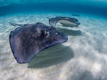 Grand Cayman - Compass Point Dive Resort, Stingray City by Martin Strmiska