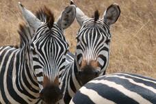 Tansania- African Safari Experts - Zebras