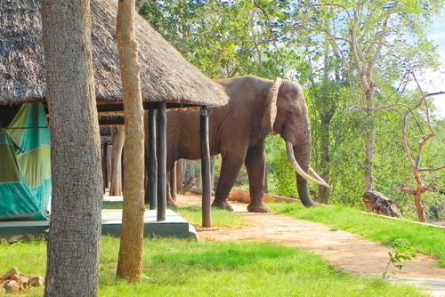Landsafaris Kenia - Tsavo Ost Safari