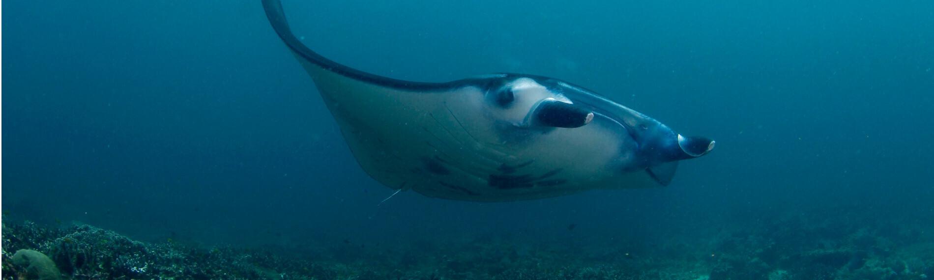 Philippinen - Ticao Island Resort - Manta