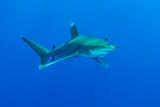 Orca Dive Club - Shoni Bay, Longimanus 4