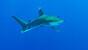 Orca Dive Club - Shoni Bay, Longimanus 4