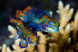 Bunaken - Seabreeze Unterwasserwelt, Mandarin Pärchen