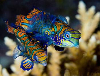Manado - Bunaken Marine National Park