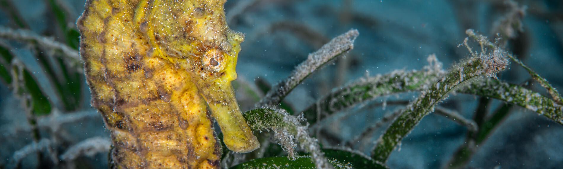 Bali - Karang Divers