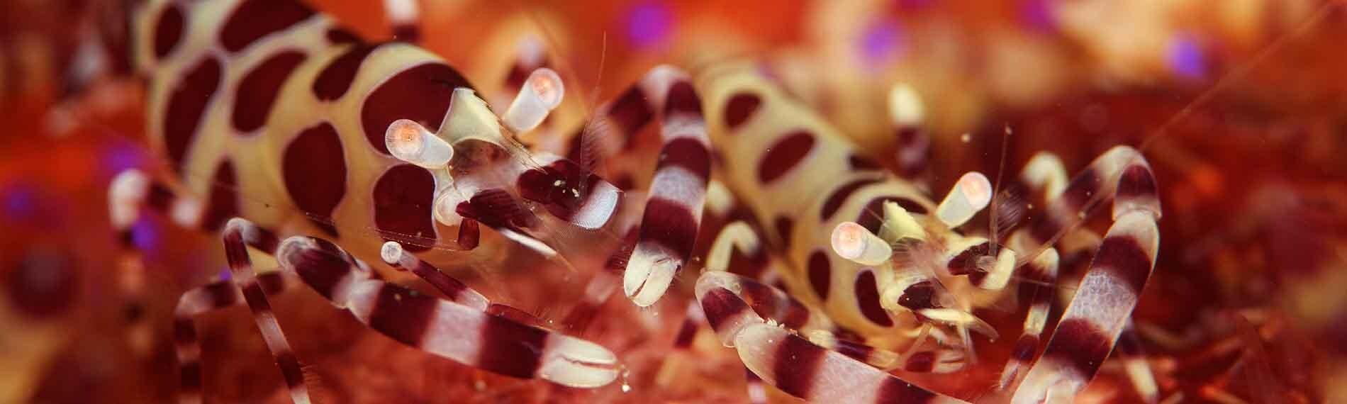 © Nad Lembeh