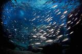 Azoren - Dive Azores - Sardinen