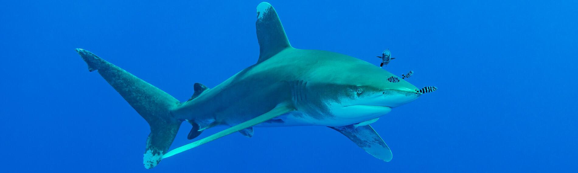 Longimanus