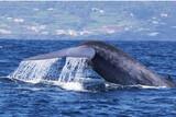 Azoren - Dive Azores - Whalewatching