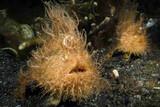 Indonesien - Nordsulawesi - Bastianos Froggies Lembeh - Frogfish