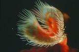Kapverden -  Unterwasser © Orca Dive Club