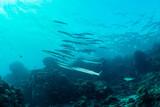 Orca Dive Club - Shoni Bay, Barrakudas