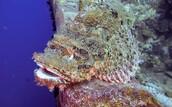 Unterwasserwelt El Gouna © ORCA Dive Club