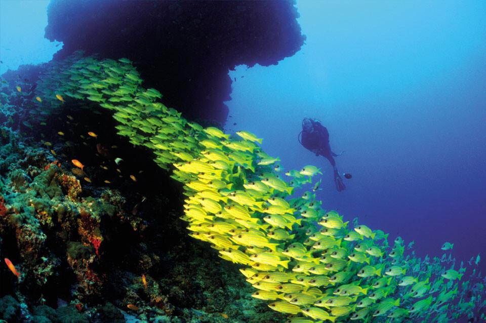 Malediven - Unterwasserwelt