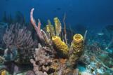 Tobago - Unterwasserwelt © Stephan Klotz