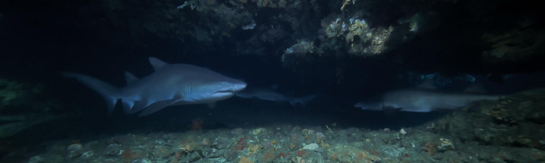 Südafrika - Protea Banks - Raggies (2)