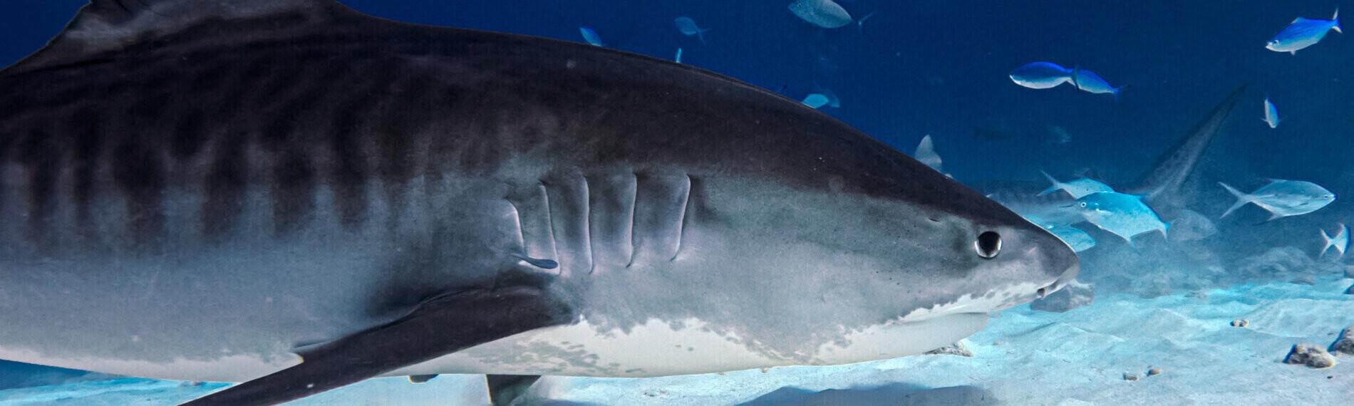 Fuvahmulah - Tigerhai (4)