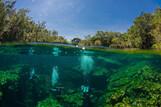 Mexiko  Unterwasserwelt © Pro Dive