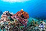 Kenia - Diana Beach - The Crab - Oktopus