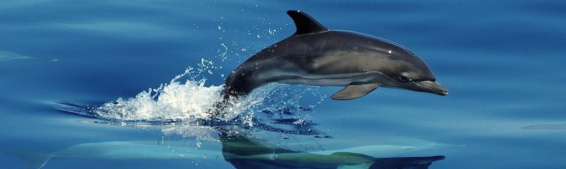 © Dive Azores