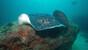 Mirbat - Extra Divers, Unterwasser