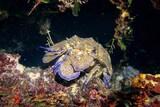 Unterwasserwelt Sardinien © ORCA Dive Club