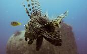 Unterwasserwelt El Gouna © ORCA Dive Club