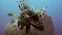 Unterwasserwelt  El Gouna © ORCA Dive Club