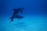 Tansania-Zanzibar-Unterwasser DivePoint-Dolphins-2020
